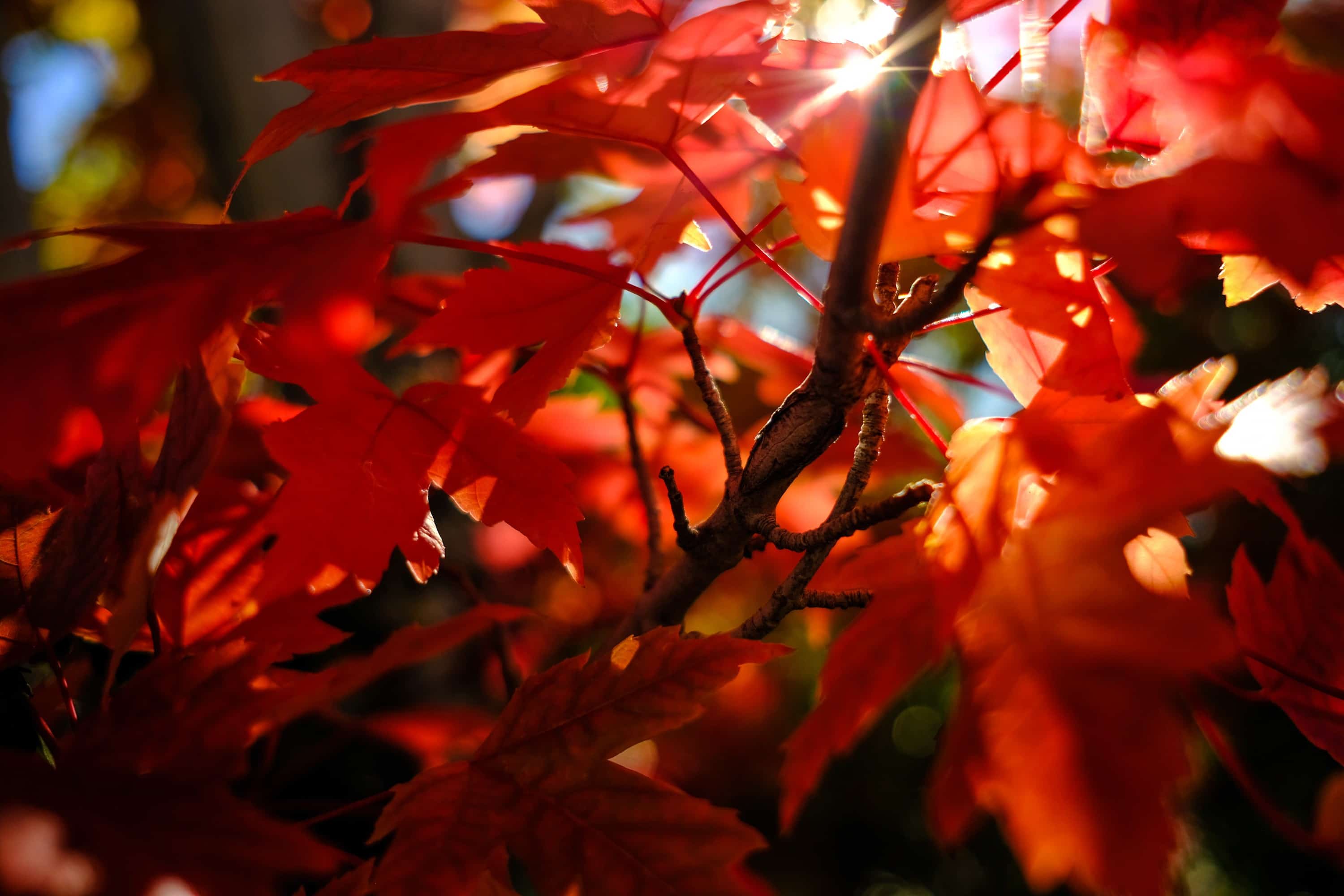 Photos d'automne